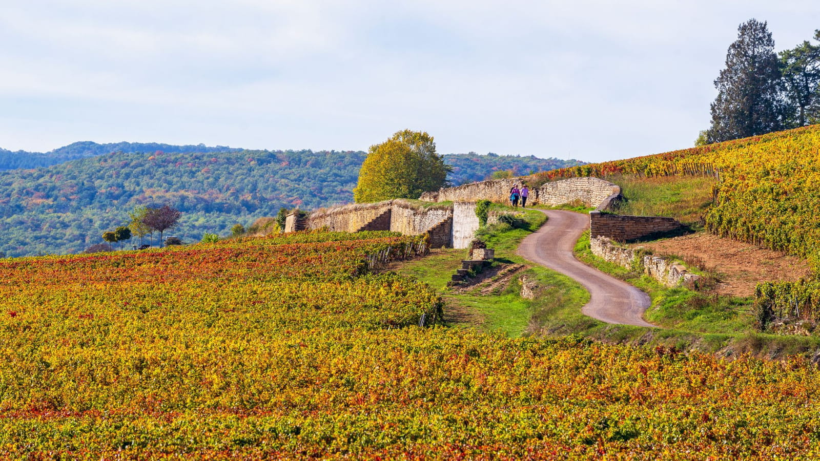 Randonnée vignobles Côte de Beaune en Côte-d'Or